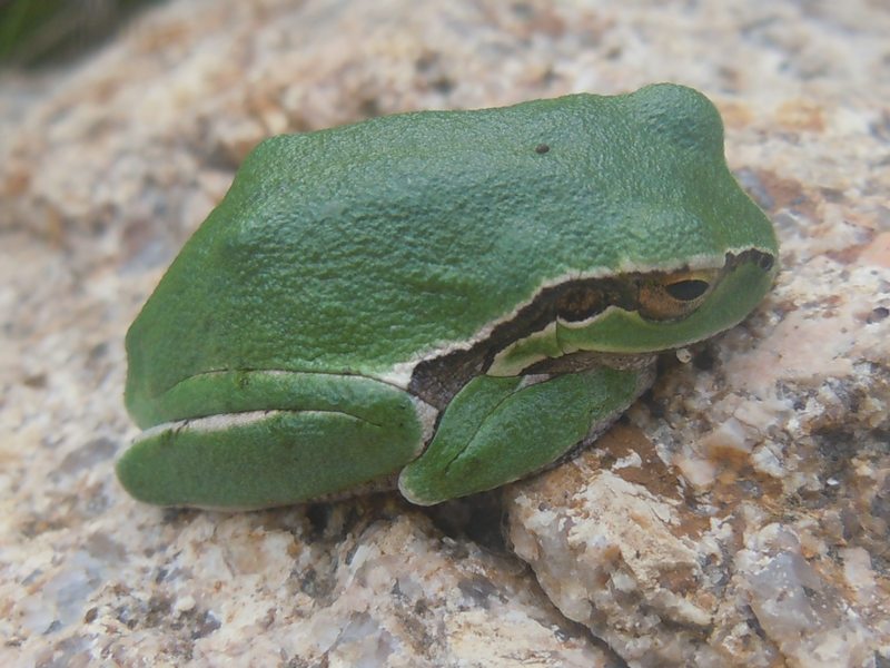 Hyla.... dalla Gallura - Hyla sarda